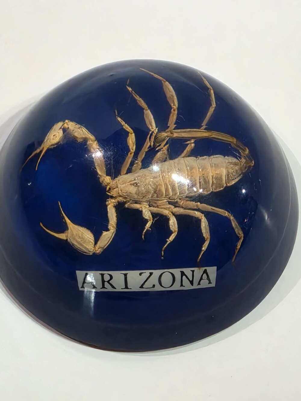 Scorpion in Resin Paperweight Arizona Souvenir